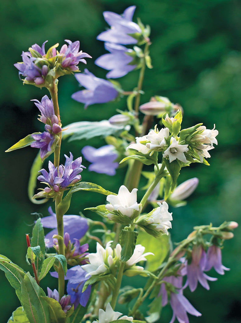 Полевые цветы из полимерной глины..: Подробные мастер-classe Е. Королёва.