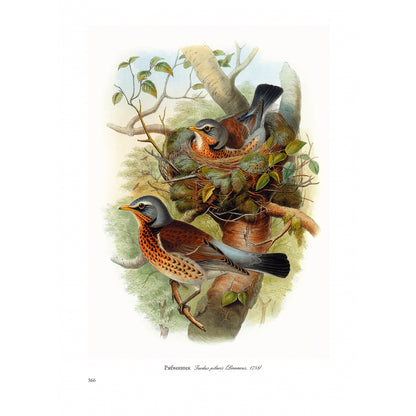 Птицы Европы