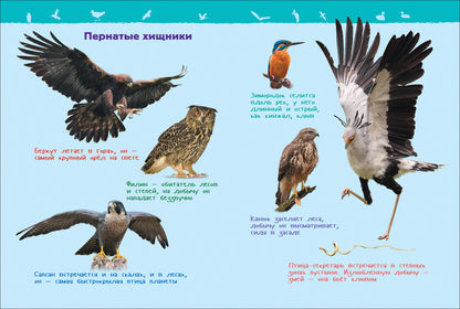 Птицы (Энциклопедия для детского сада)