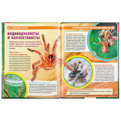 "УМКА". БОЛЬШИЕ ПАУКИ (ЭНЦИКЛОПЕДИЯ А4 С РАЗВИВАЮЩИМИ ЗАДАНИЯМИ). ТВЕРДЫЙ ПЕРЕПЛЕТ в кор.15шт