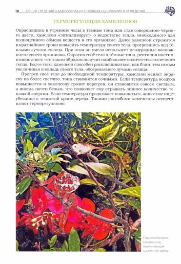 Хамелеоны: Содержание и разведение в домашних условиях