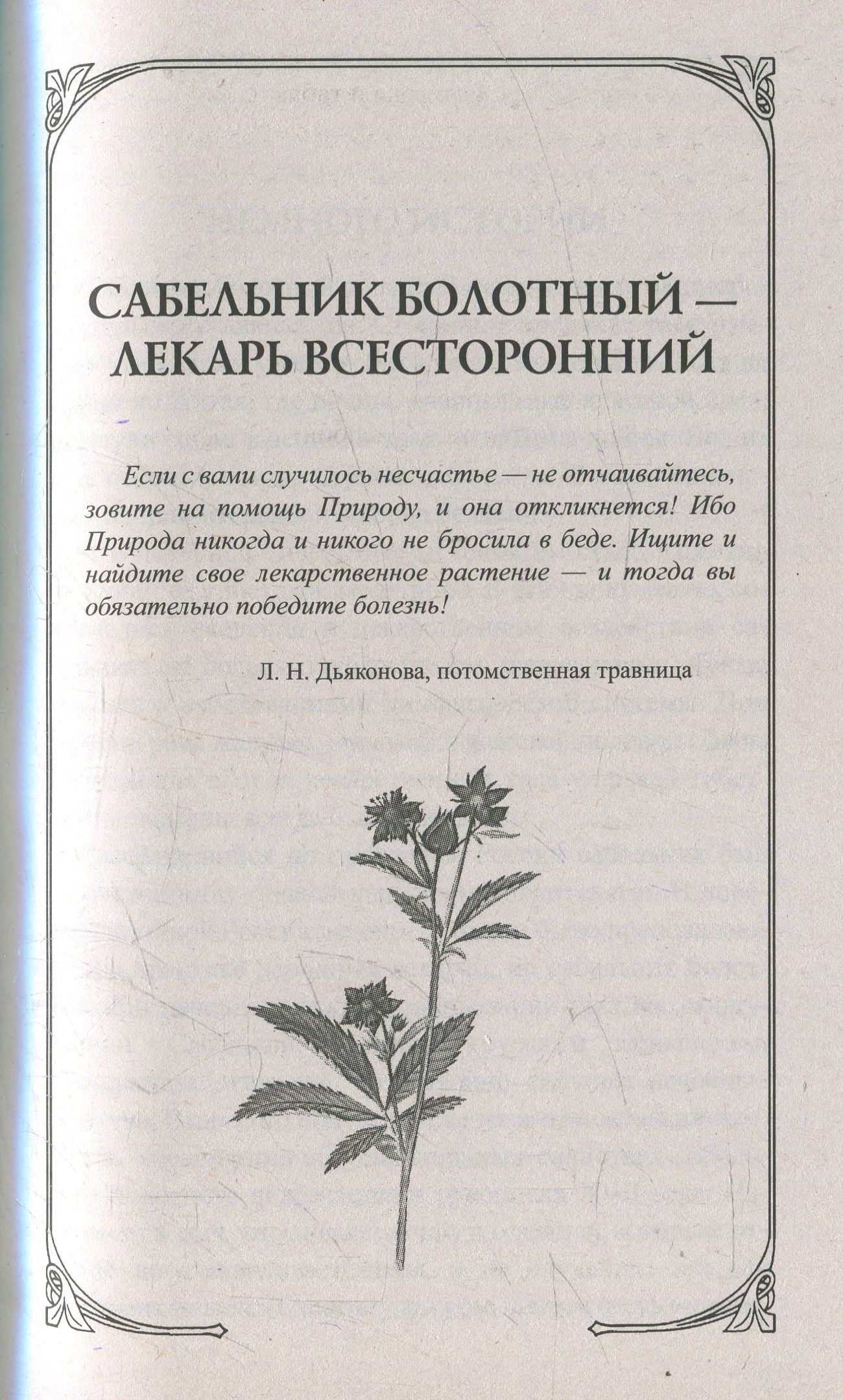 Сабельник болотный. Мифы и реальность