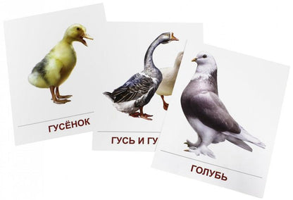 Демонстр. картинки "Птицы дом. и декор"(173х220мм)