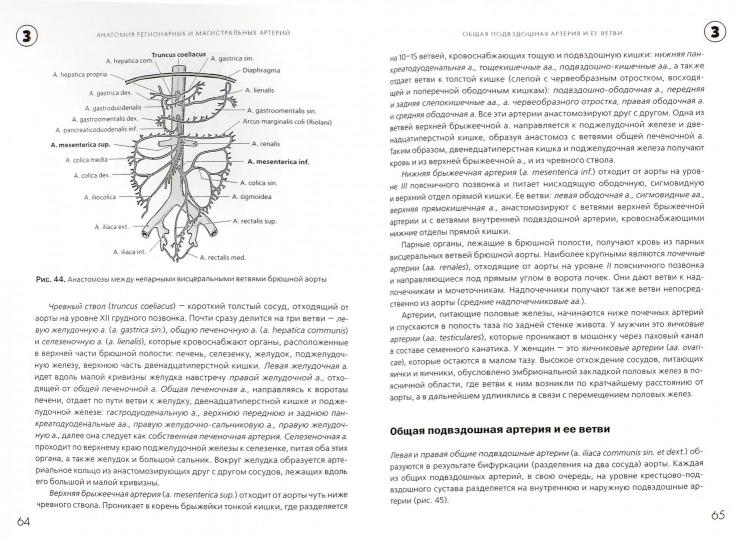 Анатомия сердечно-сосудистой системы. Козлов В.И.