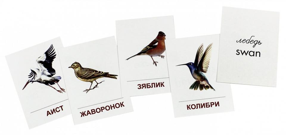 Cartes de démonstration "Птицы разных широт".16 раздаточных карточек с текстом