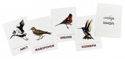 Cartes de démonstration "Птицы разных широт".16 раздаточных карточек с текстом