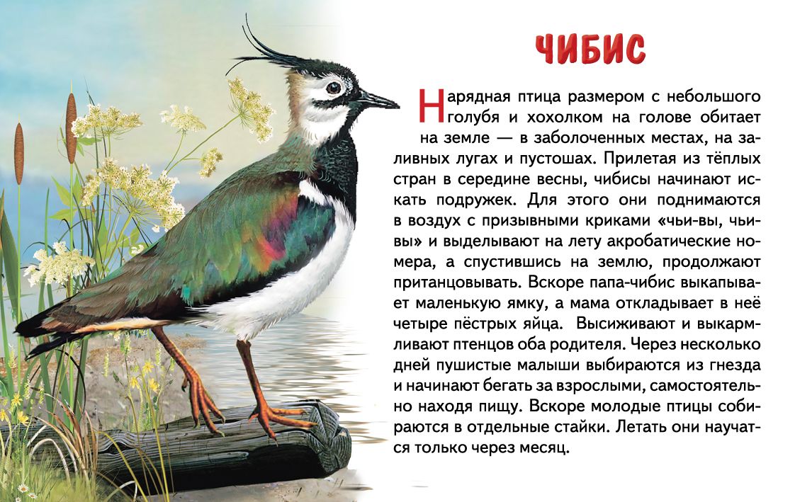 Cartes. Перелетные птицы России ; Cartes. Перелетные птицы России
