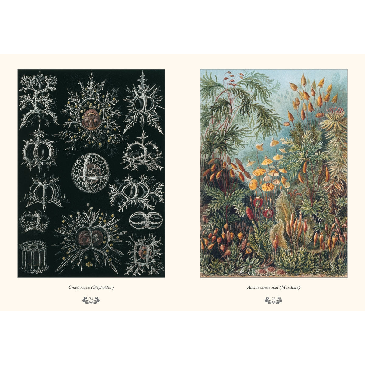 Красота форм в природе. иллюстрации Э. Геккель