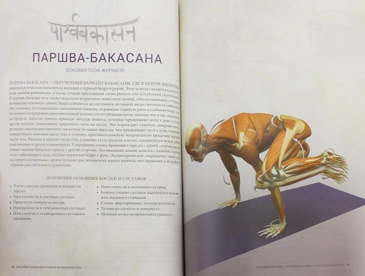 Анатомия балансов на руках и перевернутых поз