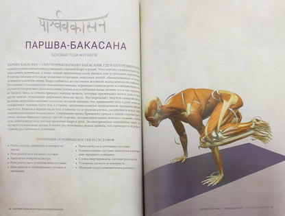 Анатомия балансов на руках и перевернутых поз