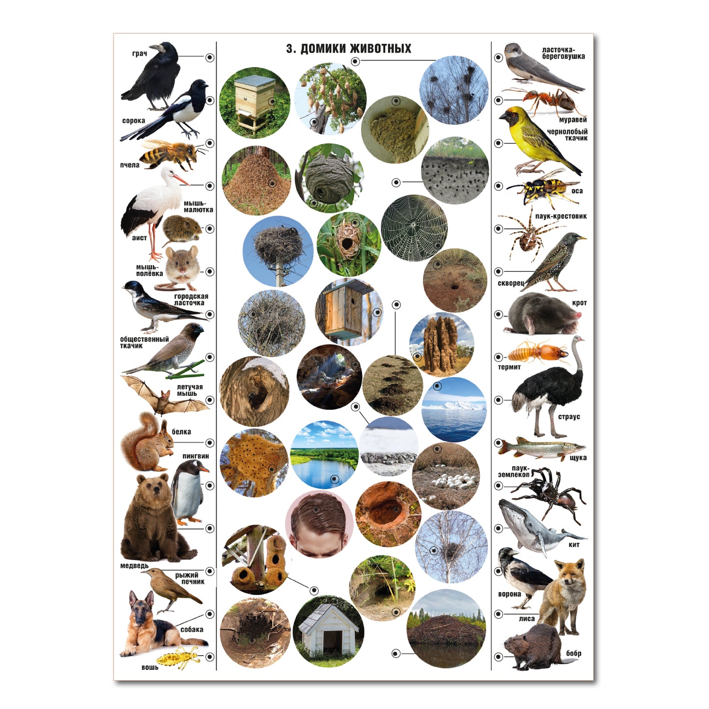 ДК.Игра Электровикторина "Живая природа" арт.02813