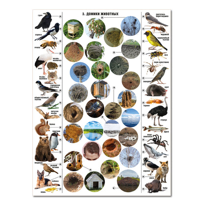 ДК.Игра Электровикторина "Живая природа" арт.02813