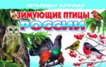 Cartes. Зимующие птицы России ; Cartes. Зимующие птицы России