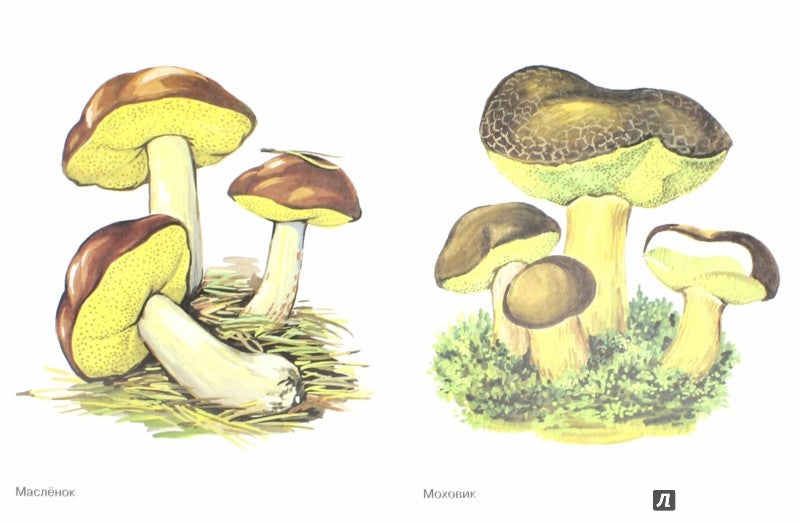 Грибы в картинках. [Нагл. пособие]
