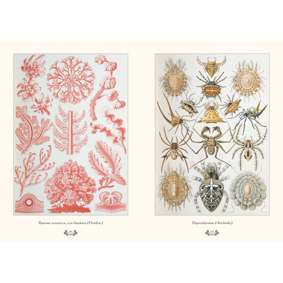 Красота форм в природе. иллюстрации Э. Геккель