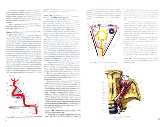 Практикум по анатомии человека ч3