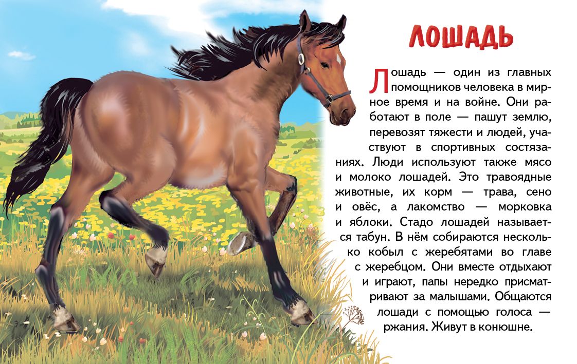 Cartes. Домашние животные ; Cartes. Maison de famille