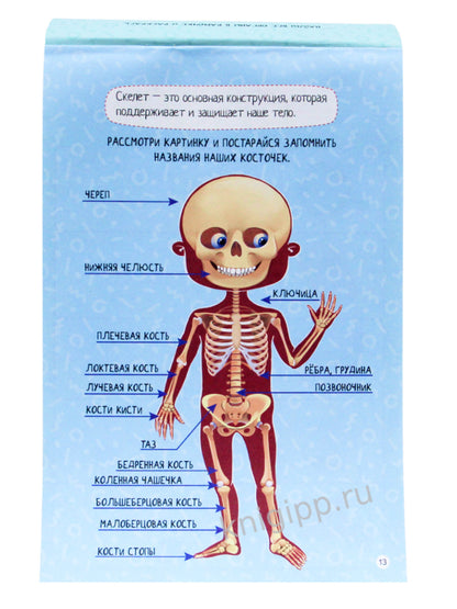 УМНЫЙ БЛОКНОТ. ТЕЛО ЧЕЛОВЕКА
