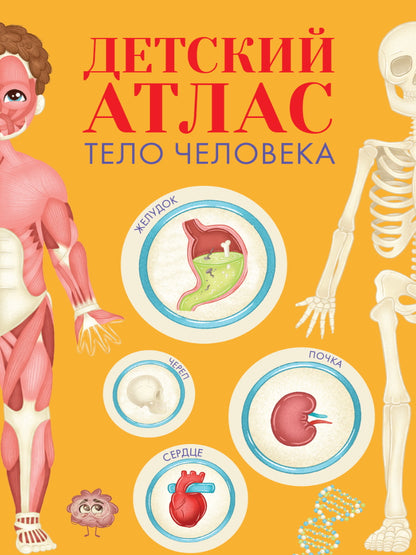 ДЕТСКИЙ АТЛАС "ТЕЛО ЧЕЛОВЕКА" мат.ламин, выб.лак, тиснение, мелов.бум. 236х336