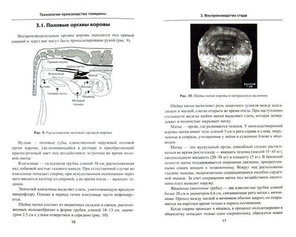 Технология производства говядины: учеб.пособие