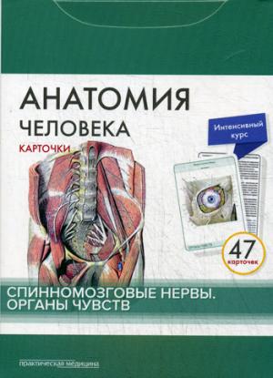 Анатомия человека: карточки. (47 шт). Спинномозговые нервы. Органы чувств