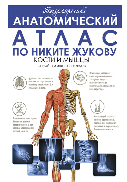 Популярный анатомический атлас по Никите Жукову: кости и мышцы. Инсайты и интересные факты