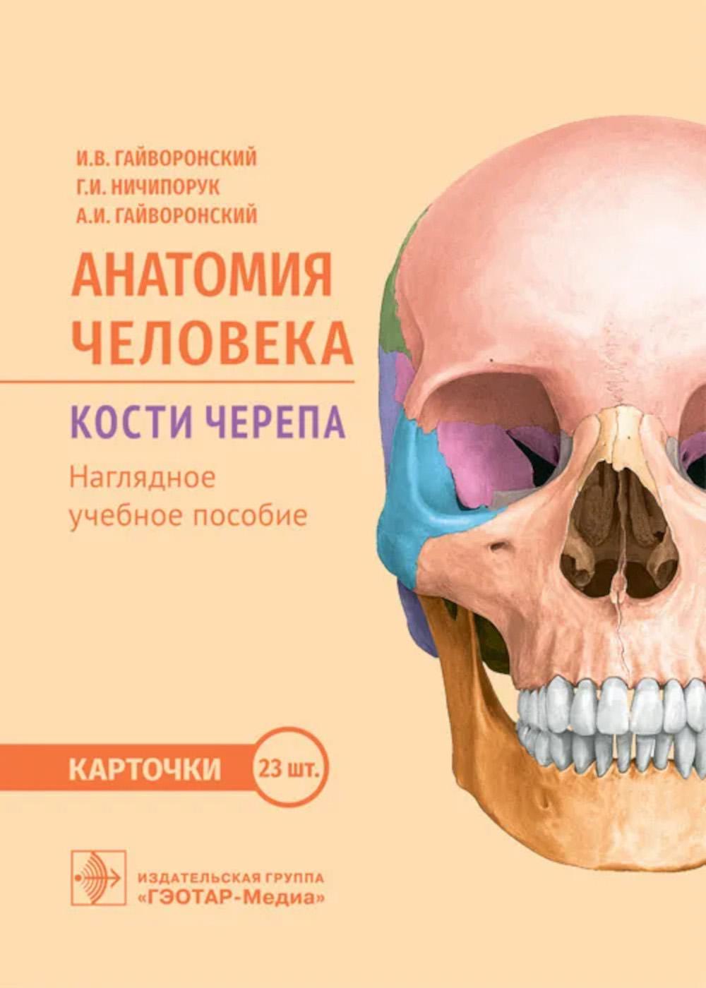 Анатомия человека. Кости черепа. Cartes + Colis pour les pièces de cartes : la position la plus simple