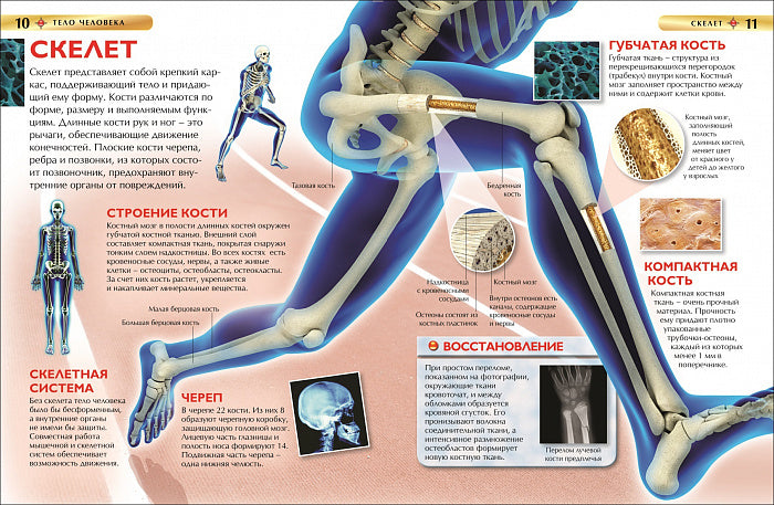 Тело человека. Детская энциклопедия