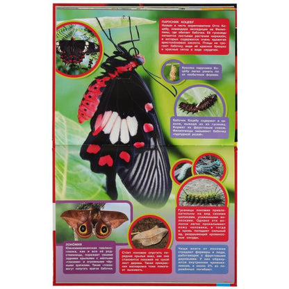 Самые опасные пауки и насекомые. Энциклопедия А4 с развивающими заданиями 197х255мм. Умка в кор.15шт