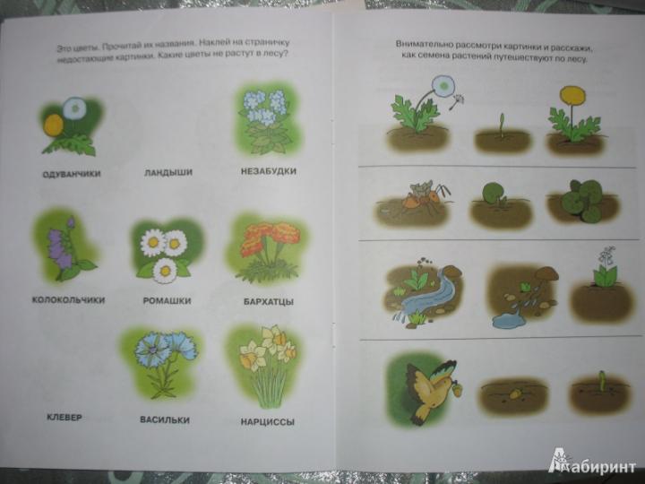 Знакомимся с природой (4-5 лет)