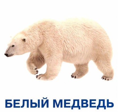 Животные мира. Развивающие карточки для детей (20 карточек)
