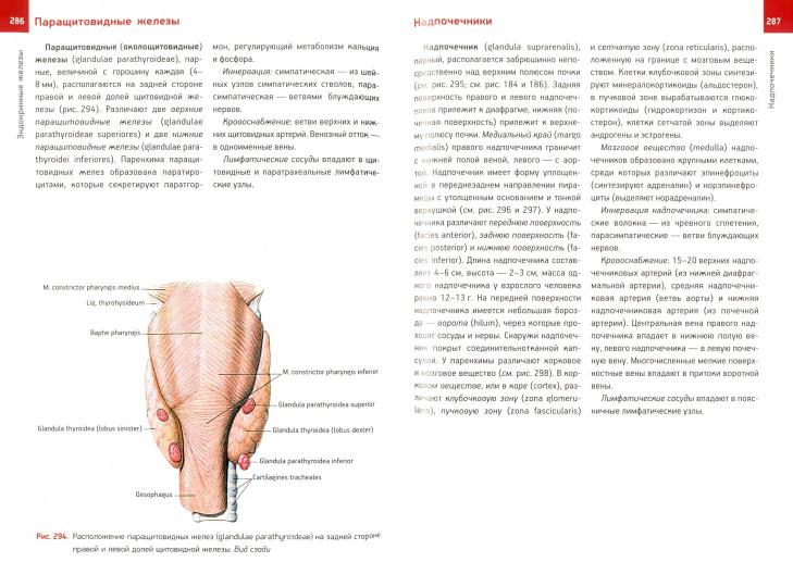Анатомия человека. Atlas. В III томах. Tome II. Учение о внутRENностях, органах имунной системы, лимфатической системе, эндокринных железах и сосудах. 2-e издание, переработанное