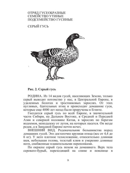 Такие знакомые птицы: гуси, лебеди, утки, куры, стрижи, совы, орлы, соколы