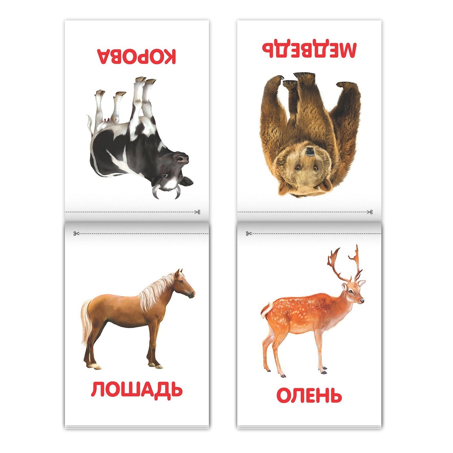 Книги «Карточки Домана на скрепке», набор, 8 шт. по 20 стр.