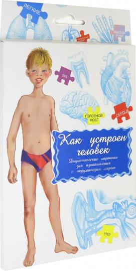 Дидактические карточки.Как устроен человек?