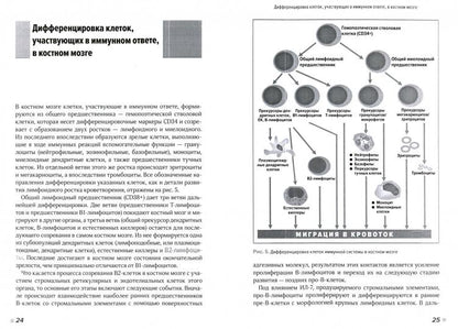 Organisation structurelle et fonctionnelle du système immunitaire. Учебно-методическое пособие