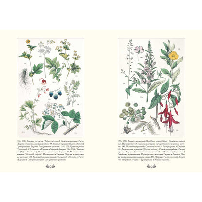 Ботанический атлас. Карл фон Гофман