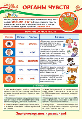 ПО-13976 Plaque A3. Окружающий мир в начальной школе. Органы чувств