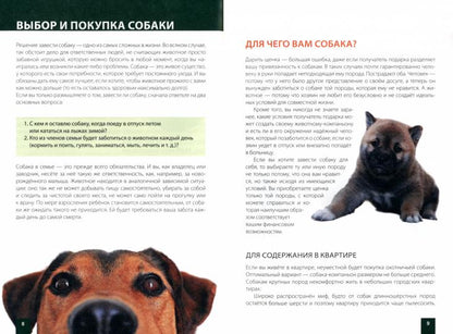 Как продлить жизнь вашей собаке