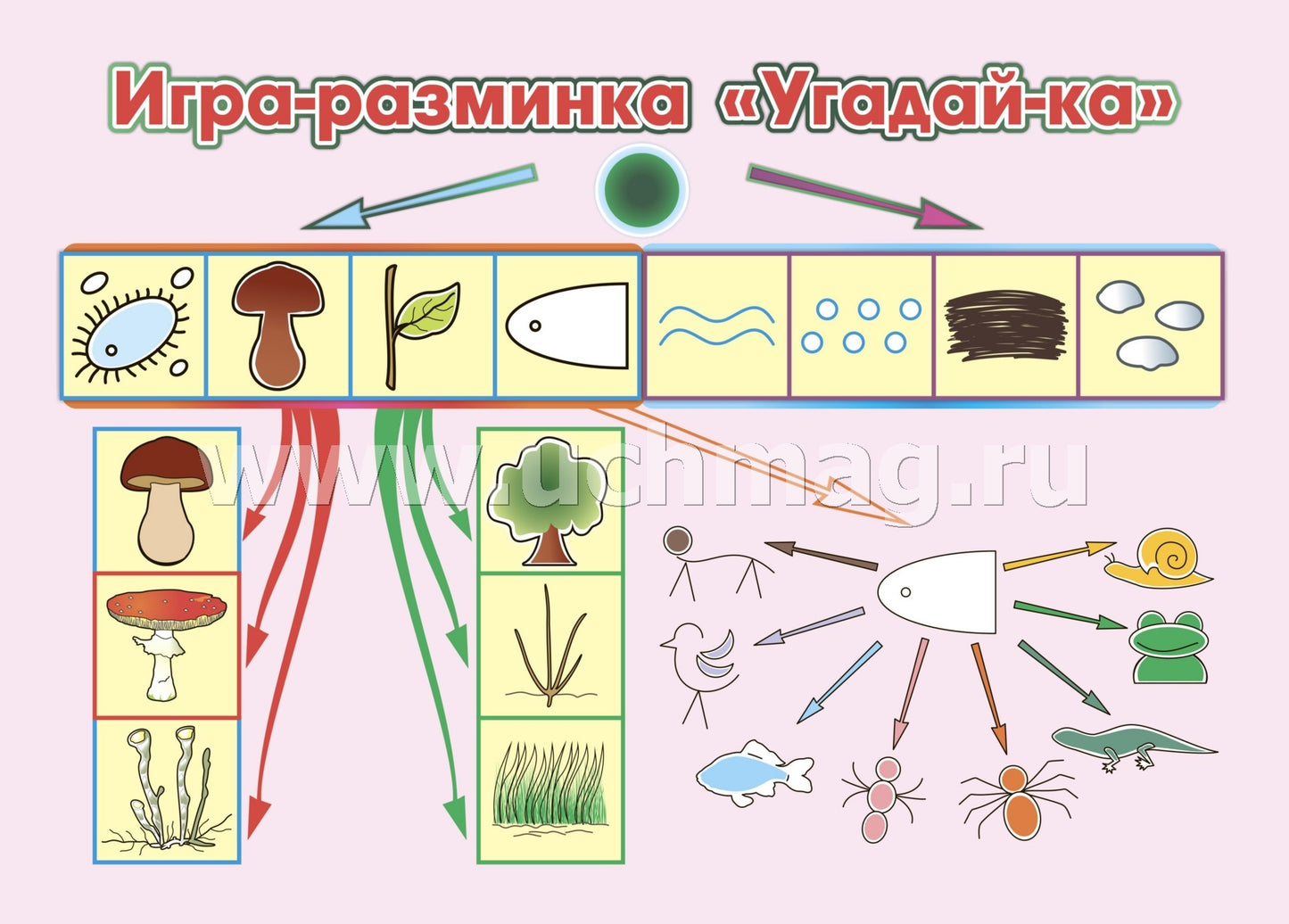 ФГОС ДО Развитие экологической культуры детей 5-8 лет. Комплект Мир животных. Образовательная область "Познавательное развитие". (32 цветные односторонние иллюстрации, 8 черно-белых двухсторонних карт, формат А4)