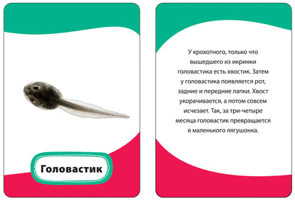 Мамы и малыши (Разв. карточки 3+)