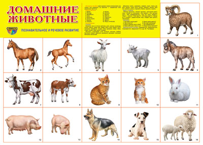 Демонстрационный плакат "Домашние животные"