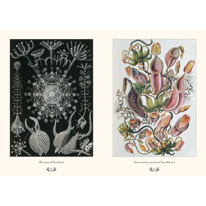 Красота форм в природе. иллюстрации Э. Геккель