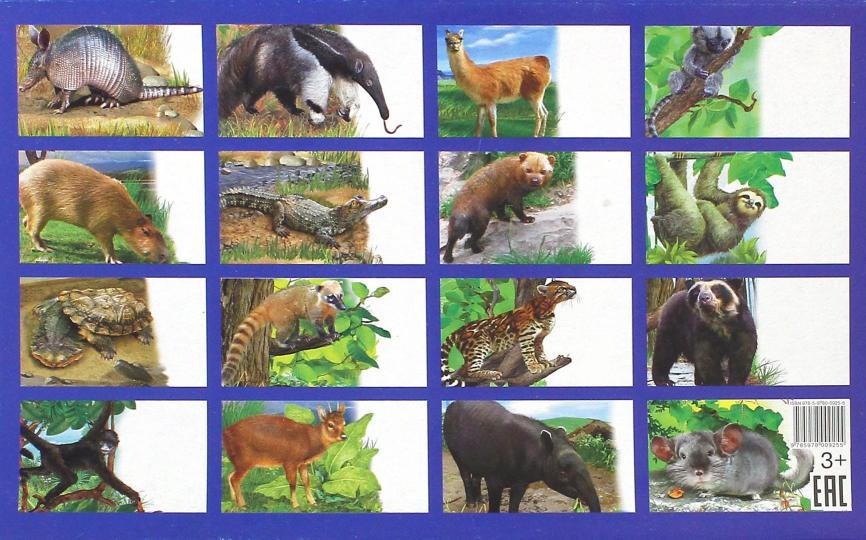 Cartes. Животные Южной Америки ; Cartes. Les jeunes Américains
