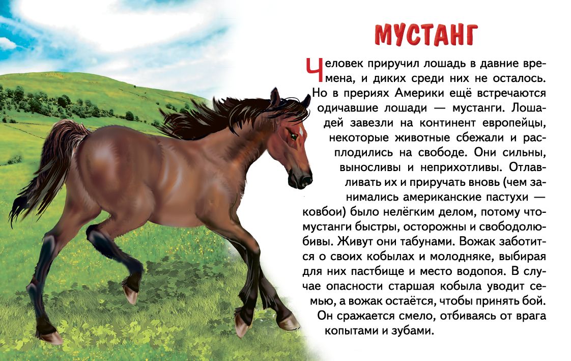 Cartes. Животные Северной Америки ; Cartes. Животные Северной Америки