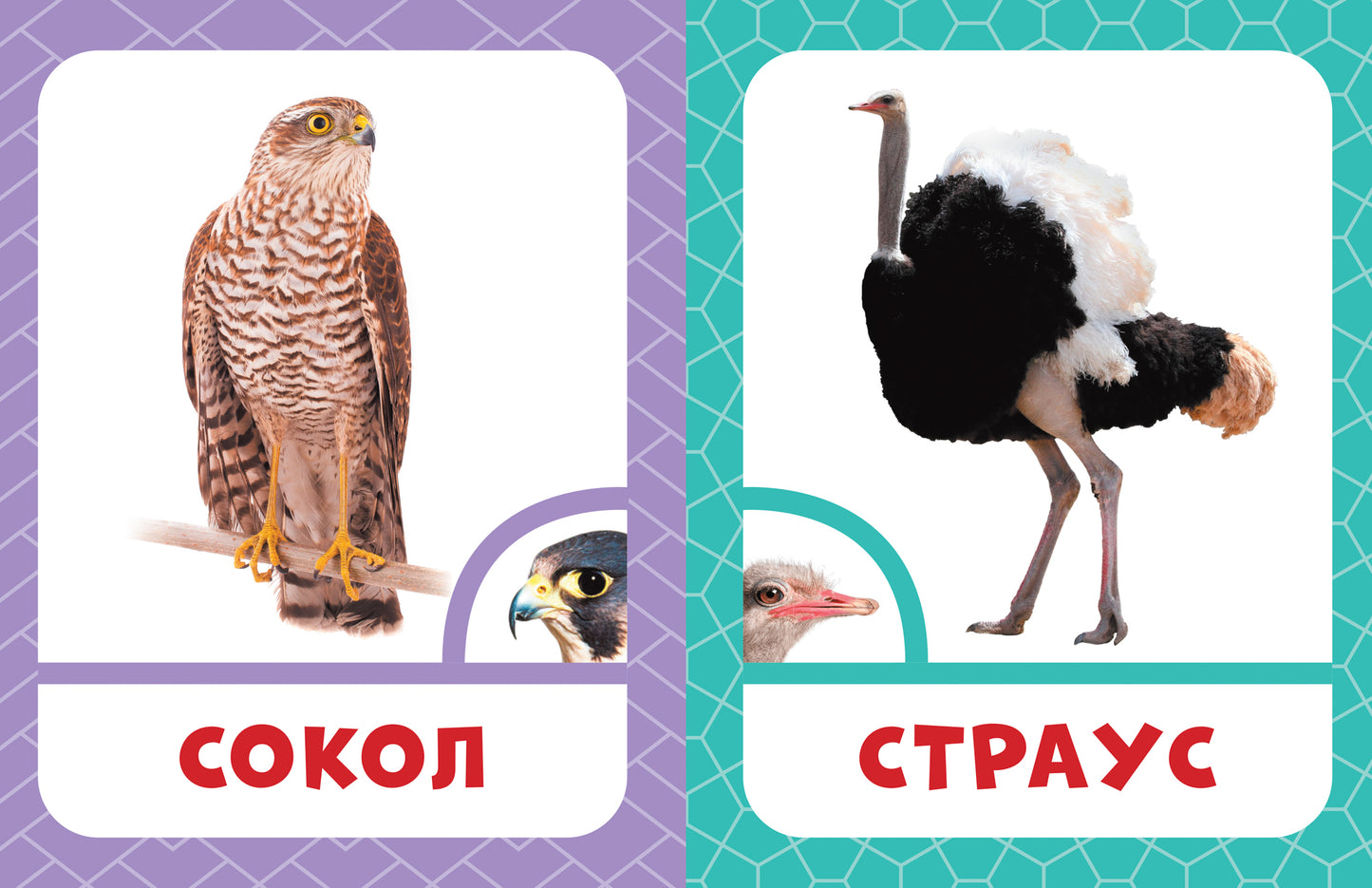 Мои способности: тренируем периферическое зрение у детей 7-14 лет