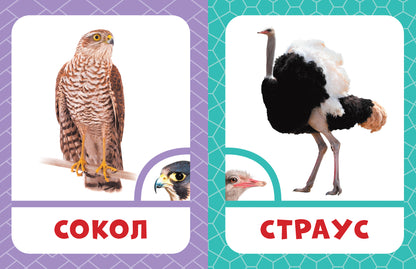 Мои способности: тренируем периферическое зрение у детей 7-14 лет