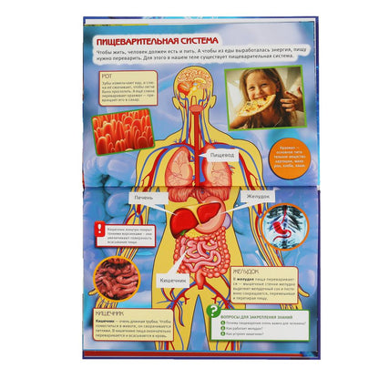 "УМКА". ТЕЛО ЧЕЛОВЕКА. (ЭНЦИКЛОПЕДИЯ А3). ТВЕРДЫЙ ПЕРЕПЛЕТ. БУМАГА МЕЛОВАННАЯ ПУХЛАЯ 130Г в кор.15шт