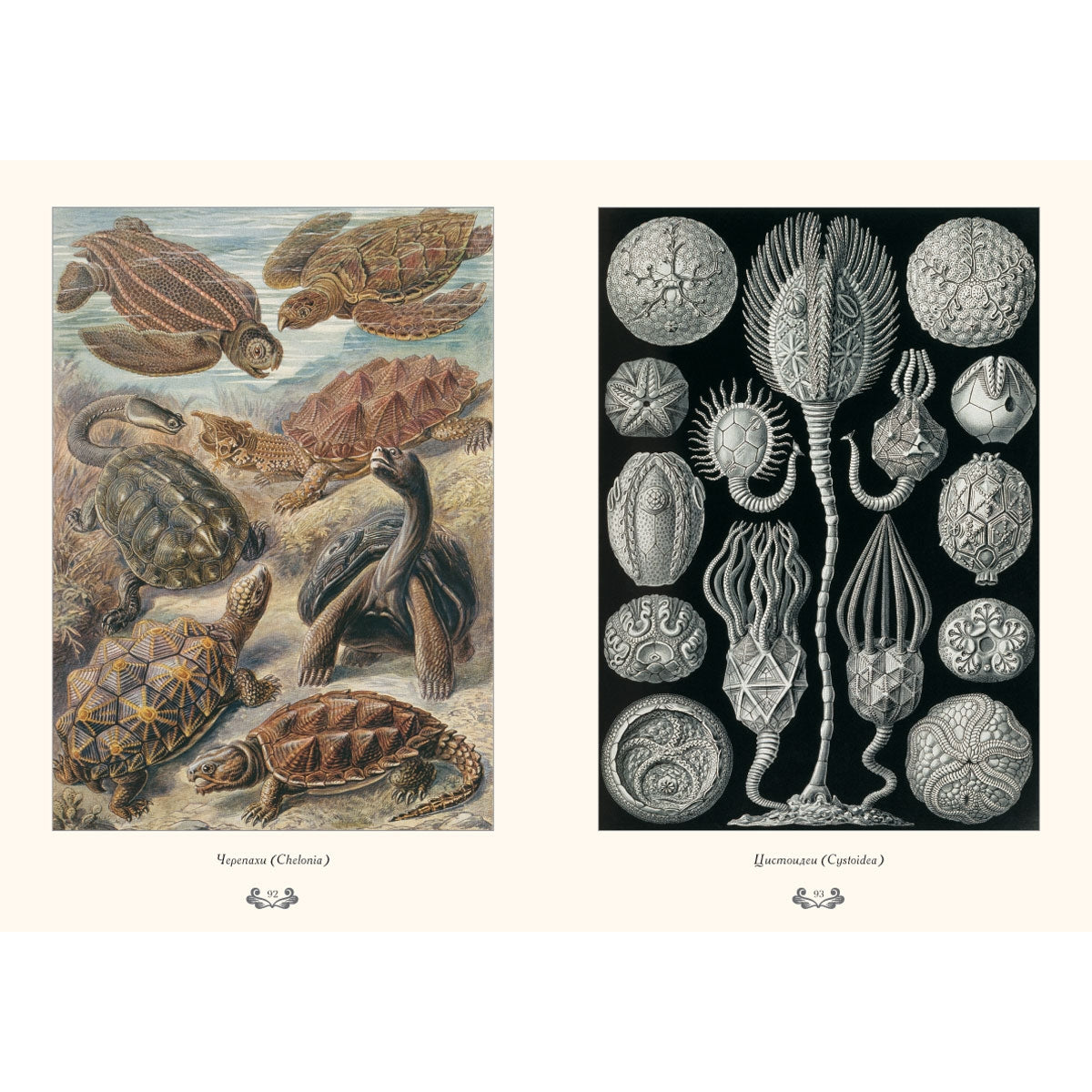 Красота форм в природе. иллюстрации Э. Геккель