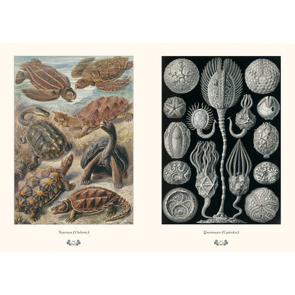 Красота форм в природе. иллюстрации Э. Геккель